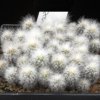 Espostoa_frutescens_1